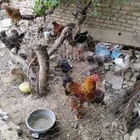 برهما و کاکلی و گردن لخت و لاری