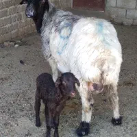 فروش یک راس میش محلی بره دارجوون سرحال