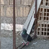 کبوتر|پرنده|اهواز, زرگان|دیوار