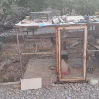 قفس|لوازم جانبی حیوانات|اردکان, |دیوار