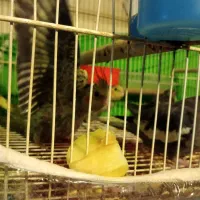 عروس هلندی مولد