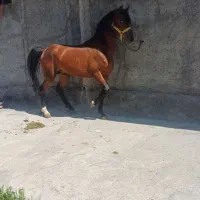 اسب