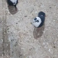 فروش جفت مخمل سیاه ۳بر
