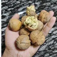 گردومنقا مغز پرپوست کاغذی خشک