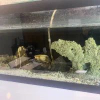 آکواریوم با دو عدد ماهی