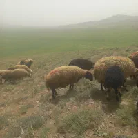 ۱۲۰|خدمات حمل و نقل|شوش, |دیوار