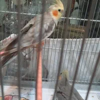 عروس هلندی مولد  سخنگو