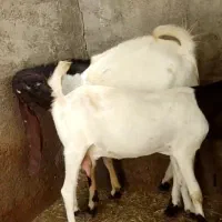 یک بزعالی درجه یک به فروش میرسد