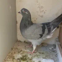 ماده سبز حسابی