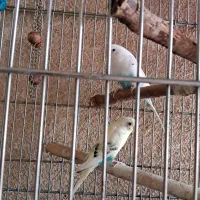 فروش دو مرغ عشق