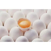 پخش تخم مرغ وآب معدنی