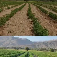 بهترین و ارزانترین کود جایگزین در گرانی کودشیمیایی