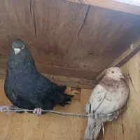 دو عدد کفتر فروشی