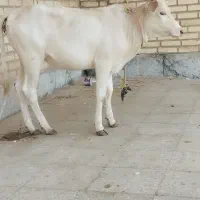 گوساله ماده چاق بشرط