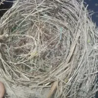 قناری محلی جوجه