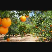 زمین-فروش-پیامبر-اعظم-باغون-اباد