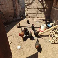 ۱۳عددمرغ یکساله خاطرجم
