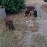 دو عدد گوسفند دارم مادر و بچه