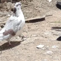 کبوتر