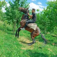 اسب کرد|اسب و تجهیزات اسب‌سواری|تبریز, |دیوار