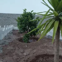 باغ-و-باغچه-معاوضه-با-طلا-و-خودرو