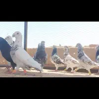 دوتا دسته دوررگ رنگ روشن