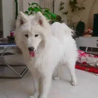 سگ اصیل