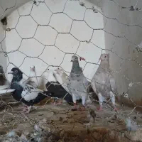 دهتا جونه کفتر