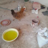 مرغ‌تخمگذار‌۱ساله‌وجوان
