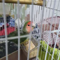 طوطی کوتوله