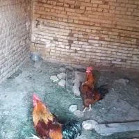 خروس محلی درجه یک