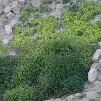 نشاء گوجه کوردی(محلی)