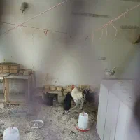 جوجه مرغ گلین و امپراطور