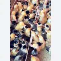 همستر خرگوش کبوتر مرغ جوجه اردک تخم مرغ