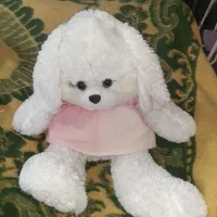 خرس بزرگ نو