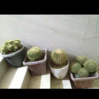 فروش 22 عدد کاکتوس بصورت یکجا به قیمت حراجی
