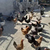 مرغ|حیوانات مزرعه|خزل, |دیوار