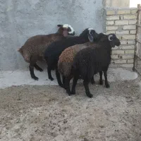 بره نر قربانی ۳۰ الی ۳۵ کیلویی ومیش چاق قربانی
