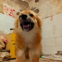 سگ پامر روباهی زیبا بازی گوشه
