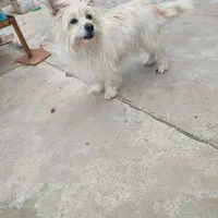 واگذاری سگ پا کوتاه