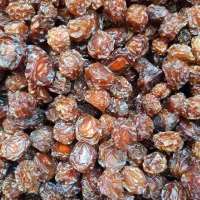 فروش آلوچه