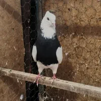 کبوتر