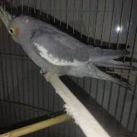 جوجه عروس نر سه ماهه