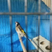 سهره ماده اماده