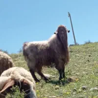 نربز صابرین