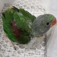 جوجه شاه طوطی