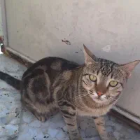 گربه|گربه|خرمآباد, |دیوار