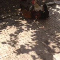 مرغ بومی