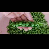 استخدام و تامین کننده نخود فرنگی
