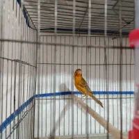 قناری شتری نر